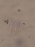 Glonium stellatum image