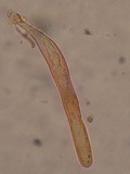 Glonium stellatum image