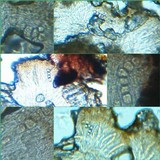 Aspicilia contorta image