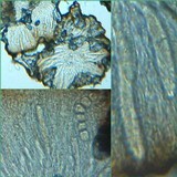 Aspicilia contorta image