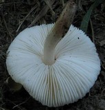 Lepiota lilacea image