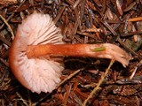 Laccaria bicolor image