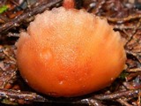 Laccaria bicolor image