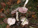 Agaricus californicus image