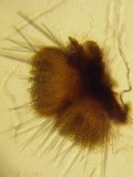 Lasiobolus cuniculi image