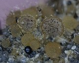 Ascobolus stercorarius image