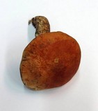 Leccinum aurantiacum image
