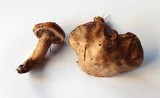 Suillus viscidus image