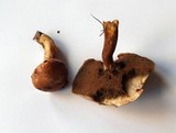 Suillus viscidus image