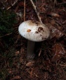 Amanita excelsa image