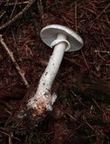 Amanita excelsa image