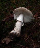 Amanita excelsa image