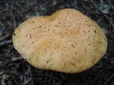 Suillus americanus image