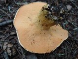 Suillus americanus image