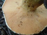 Suillus americanus image