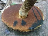 Boletus vermiculosoides image