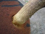 Boletus vermiculosoides image