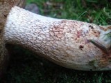 Retiboletus griseus image