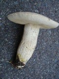 Retiboletus griseus image