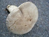Retiboletus griseus image