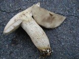 Retiboletus griseus image