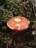Chalciporus rubinellus image