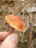 Chalciporus rubinellus image