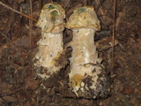 Hypomyces hyalinus image