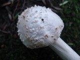 Amanita abrupta image