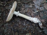 Amanita subcokeri image