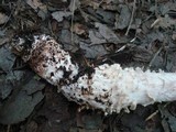 Amanita subcokeri image