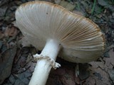 Amanita subcokeri image