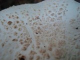 Amanita subcokeri image