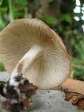 Gymnopus luxurians image