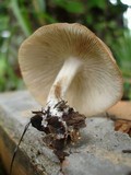 Gymnopus luxurians image
