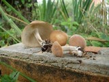 Gymnopus luxurians image