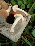 Gymnopus luxurians image