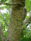Gymnopus luxurians image