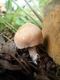 Gymnopus luxurians image
