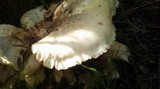 Omphalotus nidiformis image