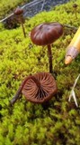 Psilocybe montana image