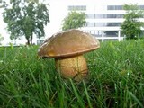 Boletus luridus image