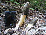 Phallus ravenelii image