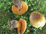 Boletus luridus image