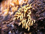 Calocera cornea image