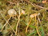 Rickenella fibula image