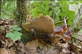 Royoporus badius image