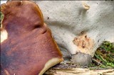Royoporus badius image
