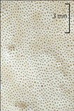 Royoporus badius image