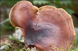 Royoporus badius image